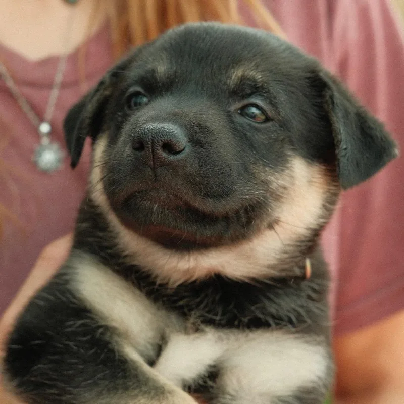 A baby small-sized female Black Mixed Breed dog named Panzanella for adoption in Buffalo, MN