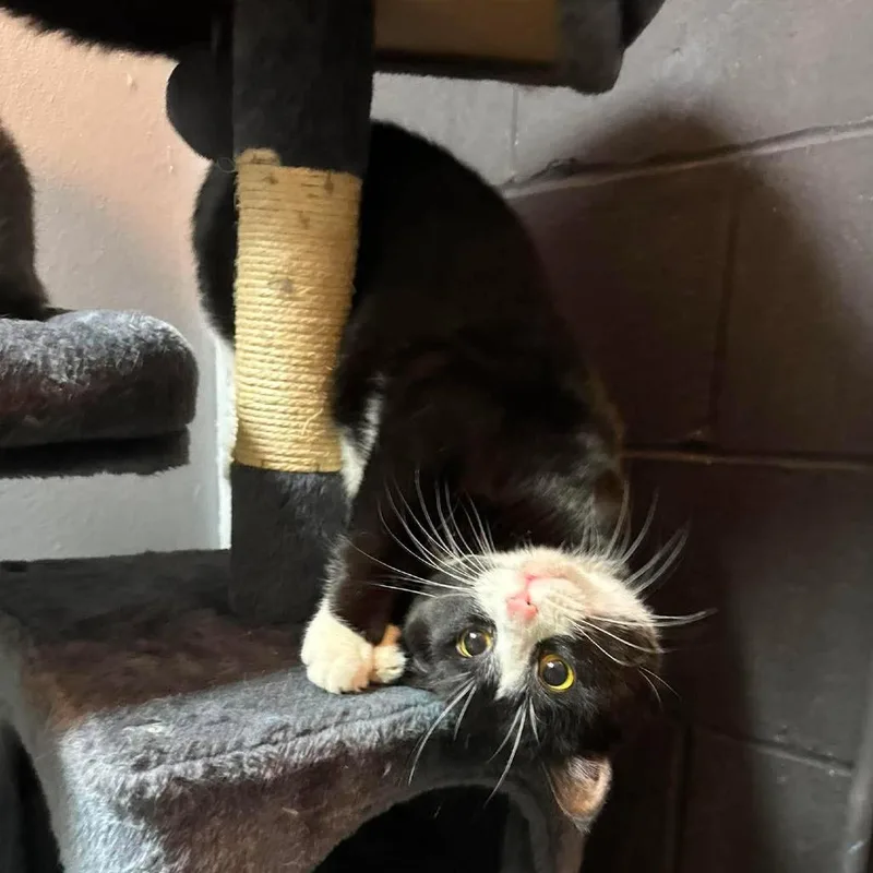 An adult large-sized male Black Domestic Short Hair cat named Scrambled Eggs for adoption in Edwardsville, IL