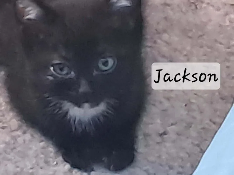 A baby small-sized male Black & White / Tuxedo Domestic Short Hair cat named Jackson for adoption in Vancouver, WA