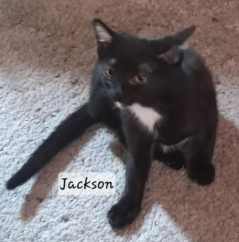 Jackson thumbnail 2