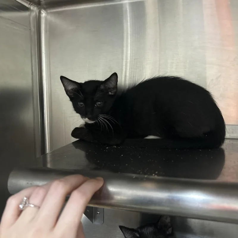 A baby small-sized male Black Domestic Short Hair cat named Major for adoption in Pensacola, FL