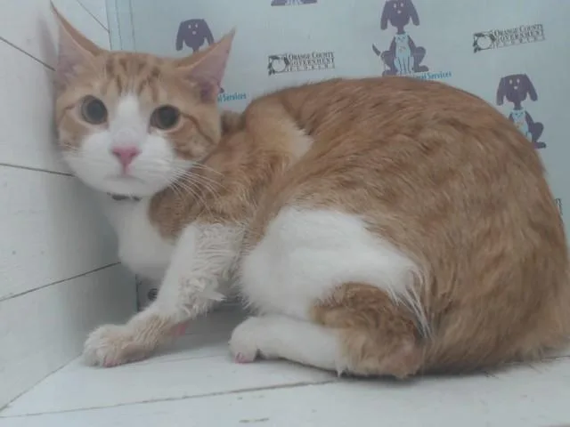 Pichuti Texis