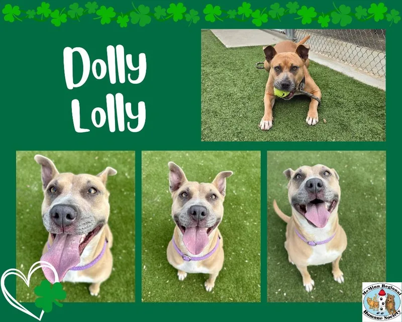 Dolly Lolly thumbnail 2