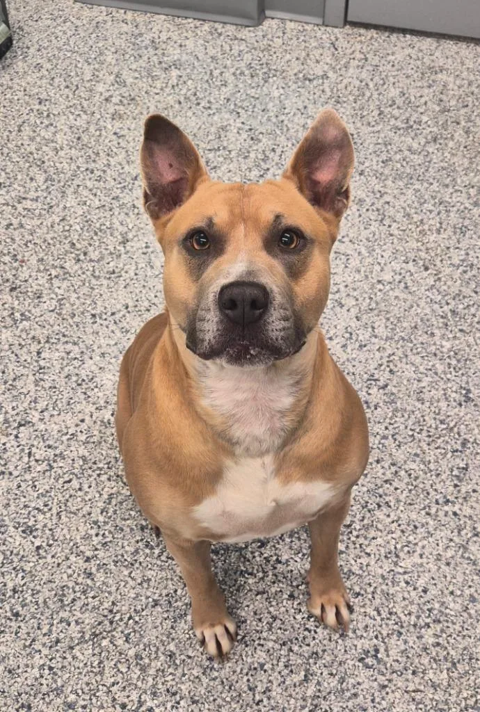 Dolly Lolly thumbnail 3