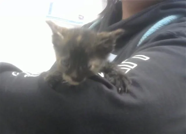 A baby small-sized female Domestic Short Hair cat named Sapphire for adoption in Albuquerque, NM