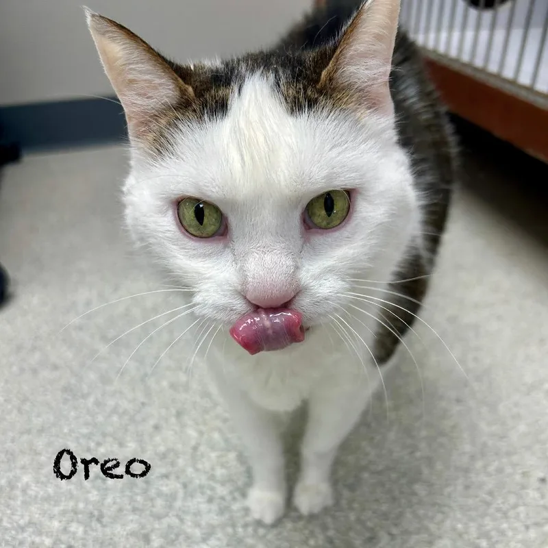 A senior large-sized female White Domestic Short Hair cat named Oreo for adoption in Hannibal, MO