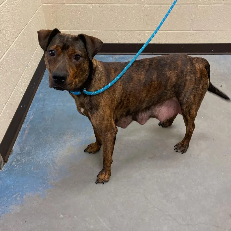 An adult medium-sized female Brindle Mixed Breed dog named Copper for adoption in Memphis, TN