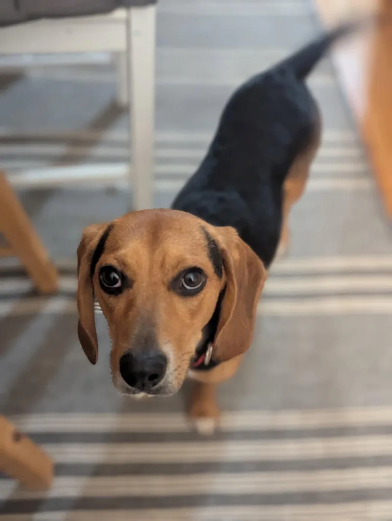 An adult medium-sized male Beagle dog named Cooper for adoption in Crystal, MN