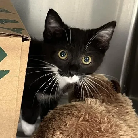 A baby small-sized female Black Domestic Short Hair cat named Mozi for adoption in Baltimore, MD