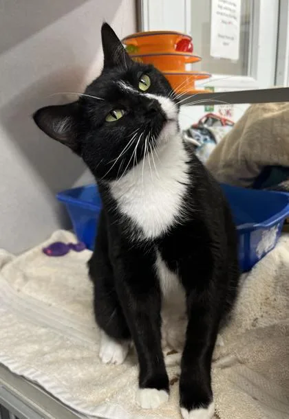 An adult medium-sized female Domestic Short Hair cat named Bomgaars for adoption in Humboldt, IA