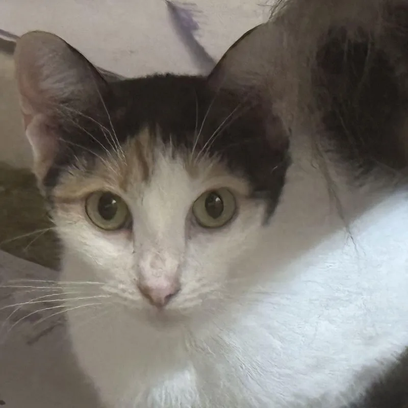 Sazz Pataki thumbnail 2