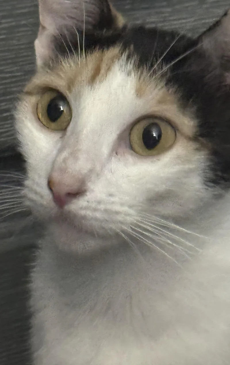 Sazz Pataki thumbnail 3