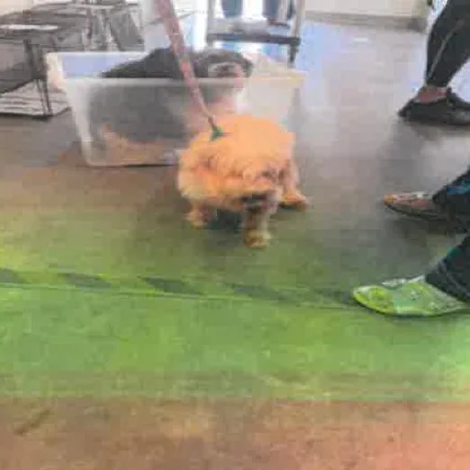 Cotton Ball A thumbnail 2
