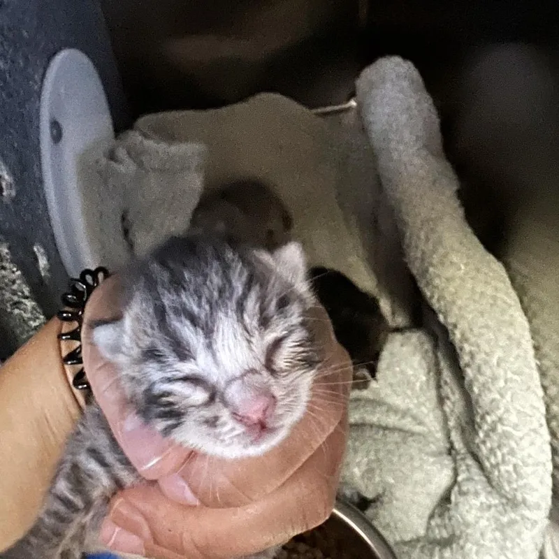 A baby small-sized male Calico Domestic Short Hair cat named Cashew for adoption in Galveston, TX