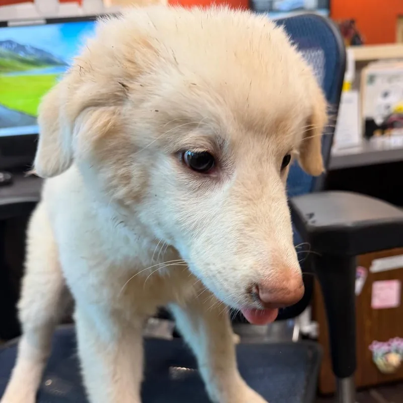A baby medium-sized male White / Cream Australian Shepherd dog named Thomas Jefferson for adoption in Norman, OK