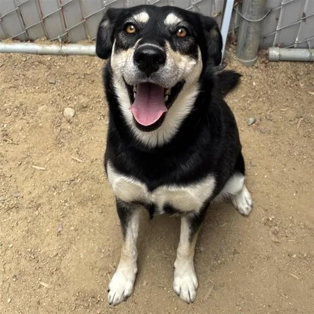 An adult large-sized female Siberian Husky dog named Melody for adoption in Ontario, CA