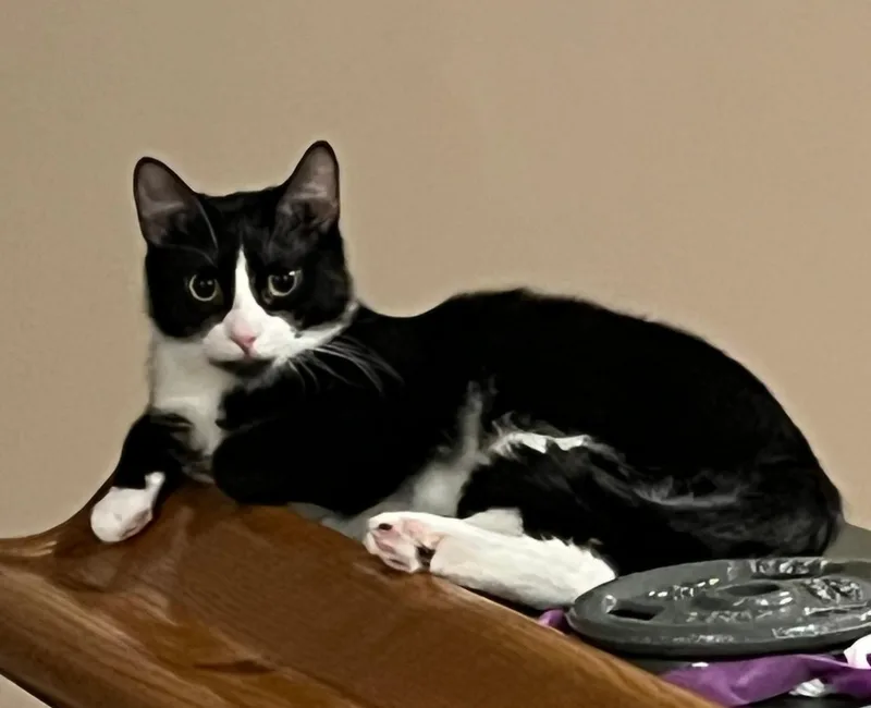 A young medium-sized male Black & White / Tuxedo Tuxedo cat named Wally for adoption in Lenexa, KS