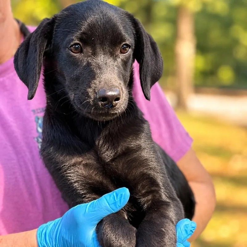 A young medium-sized female Golden Retriever dog named Harley for adoption in Lucedale, MS