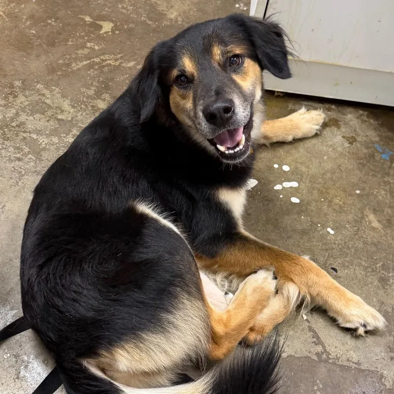 An adult medium-sized male Black Australian Cattle Dog / Blue Heeler dog named Linus for adoption in Cleveland, MS