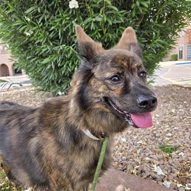 An adult large-sized female Australian Shepherd dog named Penni for adoption in Phoenix, AZ
