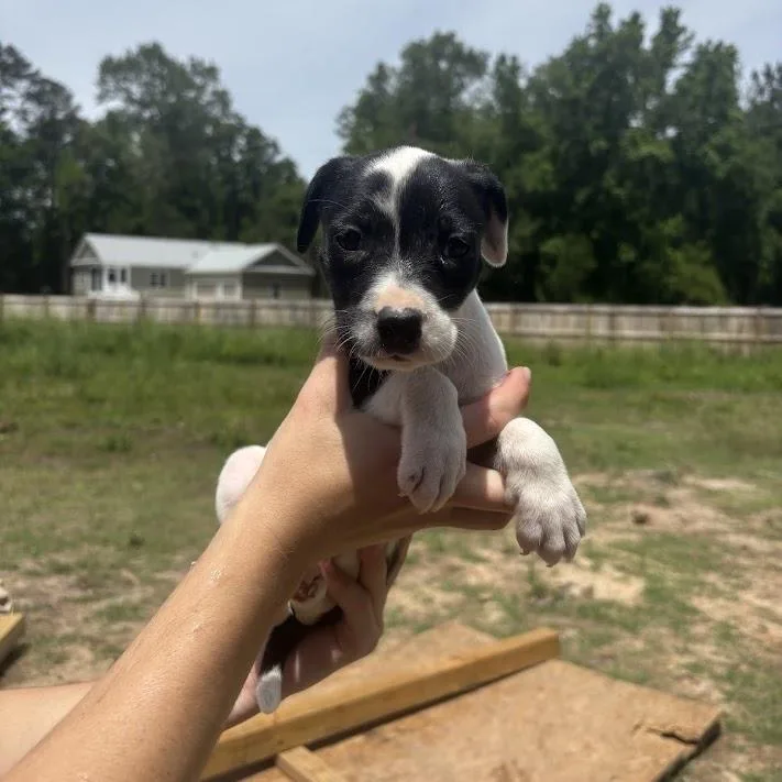 A baby small-sized female White / Cream Labrador Retriever dog named Algae for adoption in North Charleston, SC
