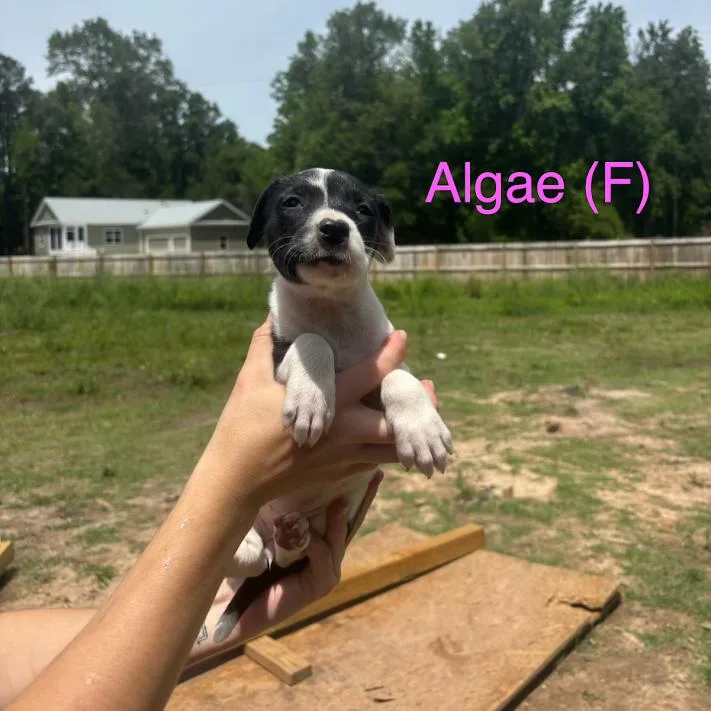 Algae thumbnail 2