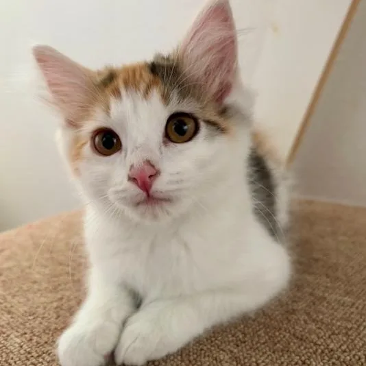 A baby medium-sized female Calico Domestic Medium Hair cat named Cholula for adoption in Renton , WA