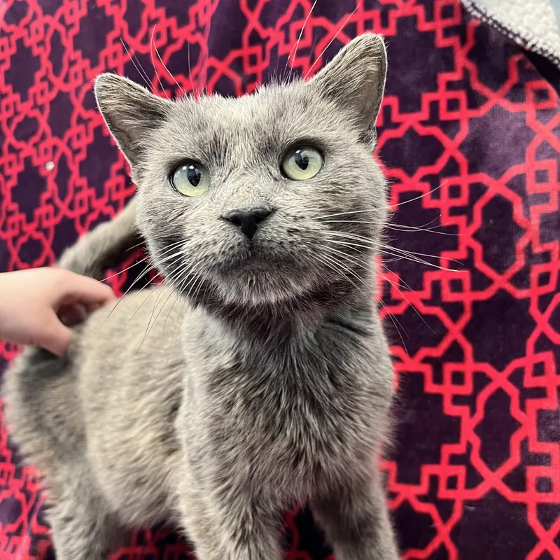 An adult medium-sized male Gray / Blue / Silver Domestic Short Hair cat named Aquaman for adoption in Bear, DE