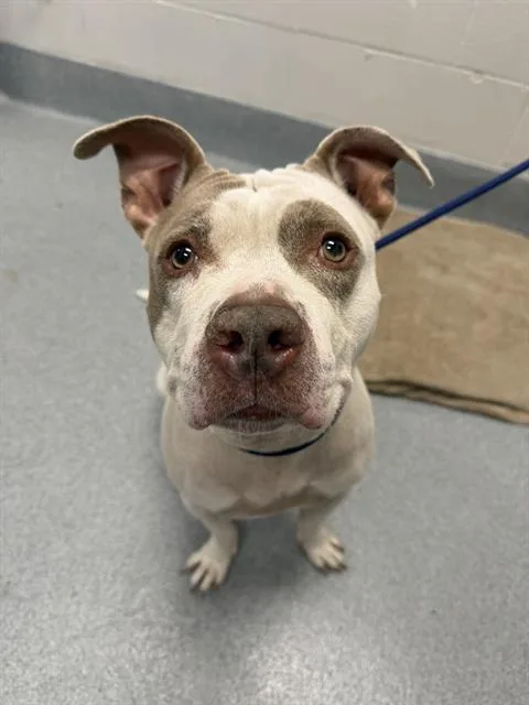 An adult large-sized male Pit Bull Terrier dog named Sting for adoption in Indianapolis, IN