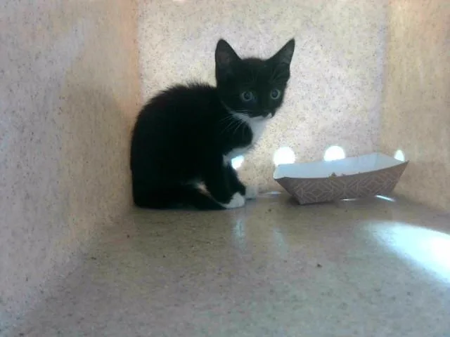 A baby small-sized female Domestic Short Hair cat named Betty for adoption in Tallahassee, FL