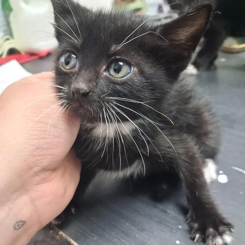 A baby small-sized female American Shorthair cat named Wendy for adoption in Leander, TX