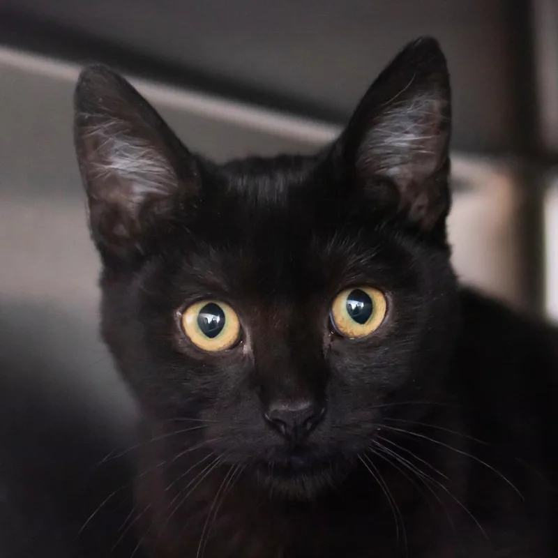 A baby small-sized female Black Domestic Short Hair cat named Mulan for adoption in Middletown, RI