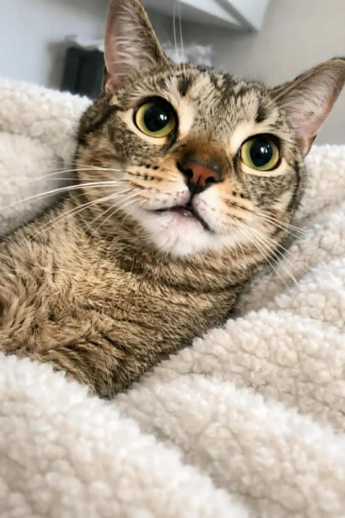 An adult medium-sized male Domestic Short Hair cat named Walter for adoption in Columbia, TN