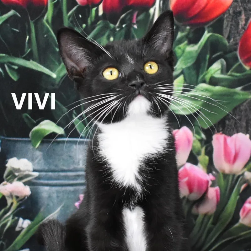 Vivi thumbnail 3