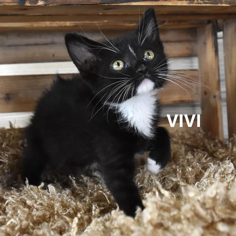 Vivi thumbnail 4
