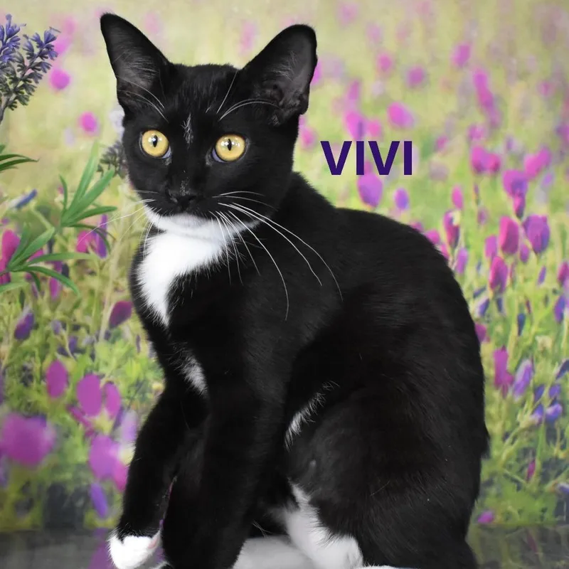 Vivi thumbnail 5