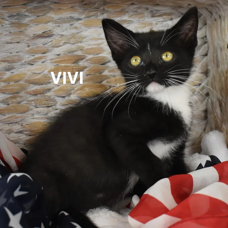 Vivi thumbnail 6