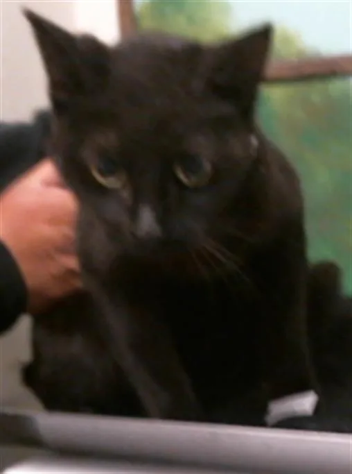 A young small-sized female Domestic Short Hair cat named Peony for adoption in Houston, TX