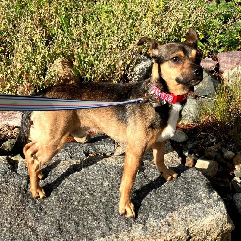 An adult small-sized male Chihuahua dog named Milo for adoption in Worcester, MA