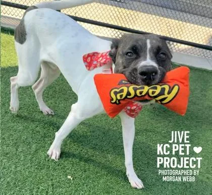 An adult large-sized male White / Cream Mixed Breed dog named Jive for adoption in Kansas City, MO