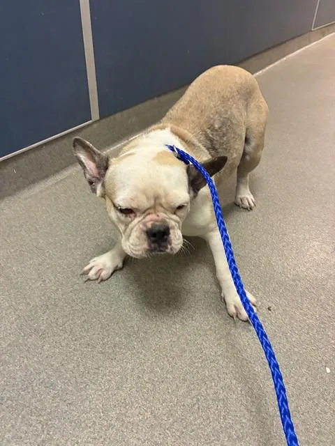 An adult small-sized female French Bulldog dog named Jessica for adoption in Miami, FL
