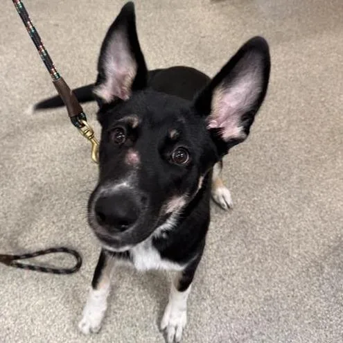 A young medium-sized male Black Mixed Breed dog named Chamuel for adoption in Jacksonville, FL