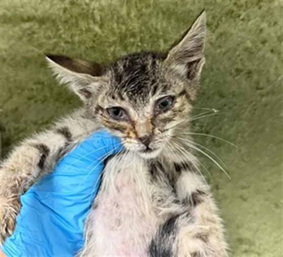 A baby small-sized female Domestic Short Hair cat named Minnow for adoption in Riverside, CA