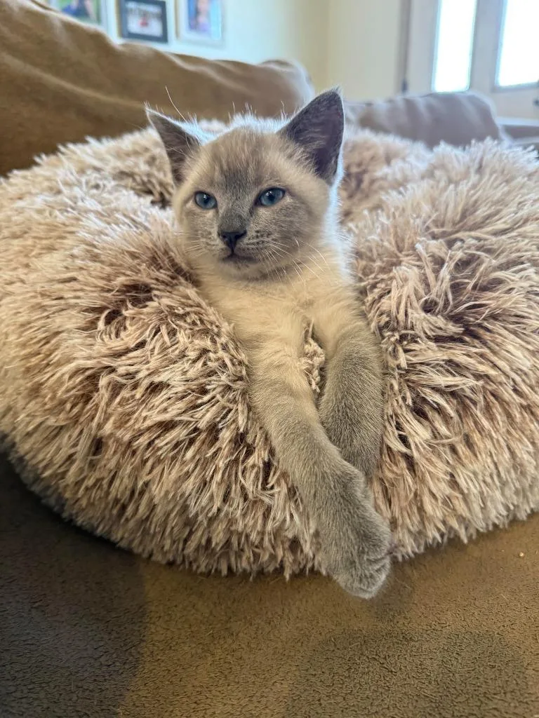 A baby medium-sized male Domestic Short Hair cat named Archibold for adoption in Salt Lake City, UT