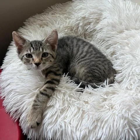 A baby small-sized female Gray / Blue / Silver Domestic Short Hair cat named Jill for adoption in Winston Salem, NC
