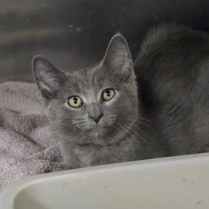 A baby small-sized male Domestic Short Hair cat named Darwin for adoption in Westland, MI