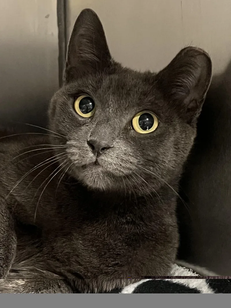 A young medium-sized female Gray / Blue / Silver Domestic Short Hair cat named Nugget for adoption in Johnston, RI
