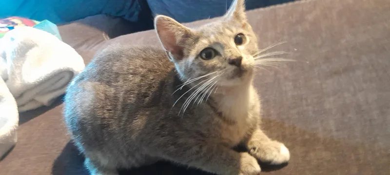 A baby medium-sized male Domestic Short Hair cat named Muffin for adoption in Brick, NJ
