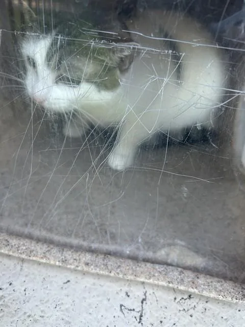 An adult small-sized female Domestic Short Hair cat named Clyde for adoption in Louisville, KY