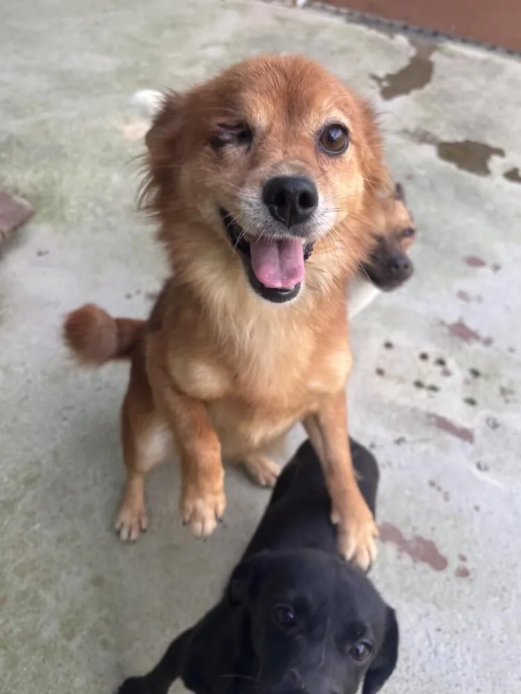 An adult small-sized female Jindo dog named Bobo for adoption in Long Island City, NY